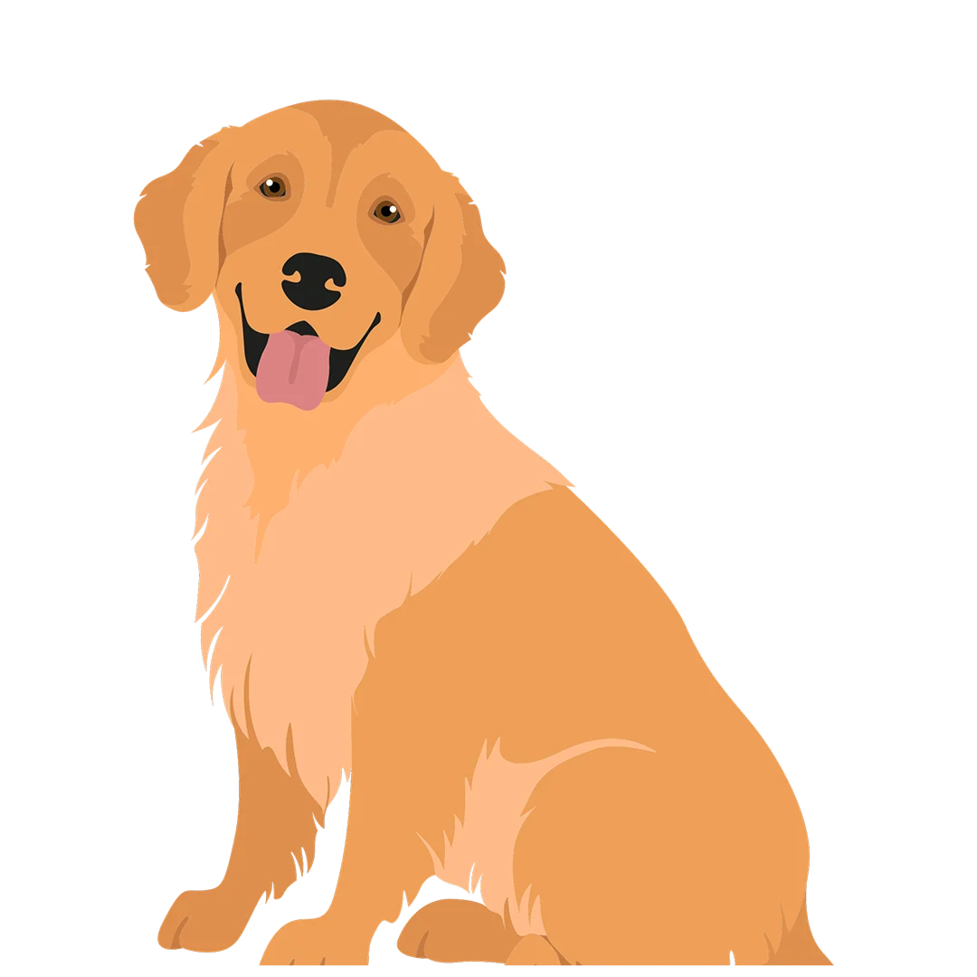 Illustration of Golden Retriever Sitting