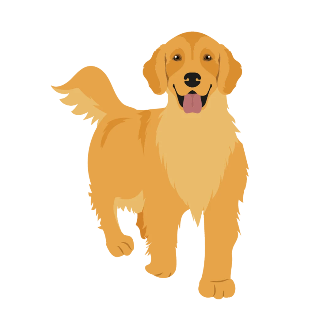Illustration of Golden Retriever Walking