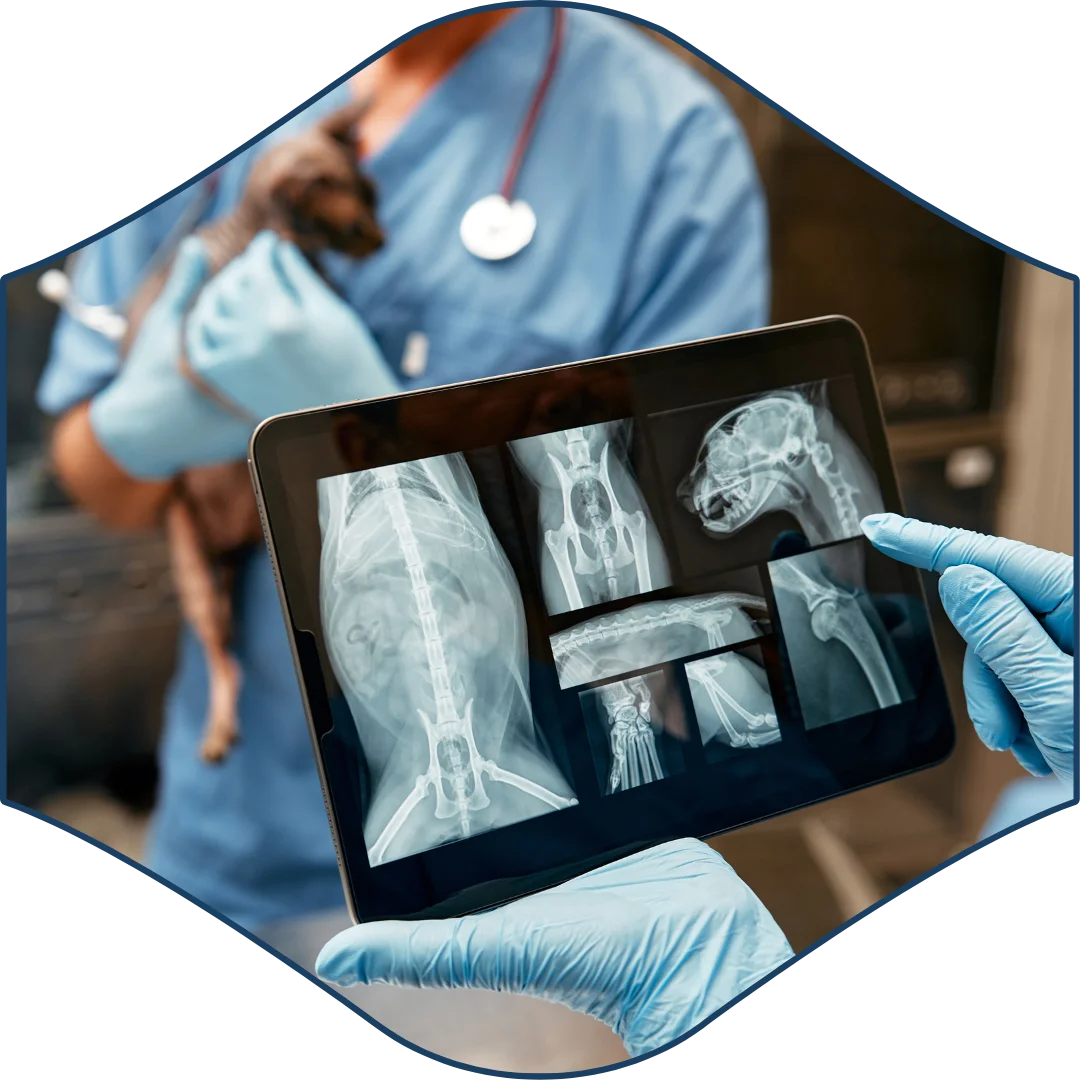 Gloved hands holding a tablet displaying pet X-rays while a veterinary professional holds a small animal in the background.