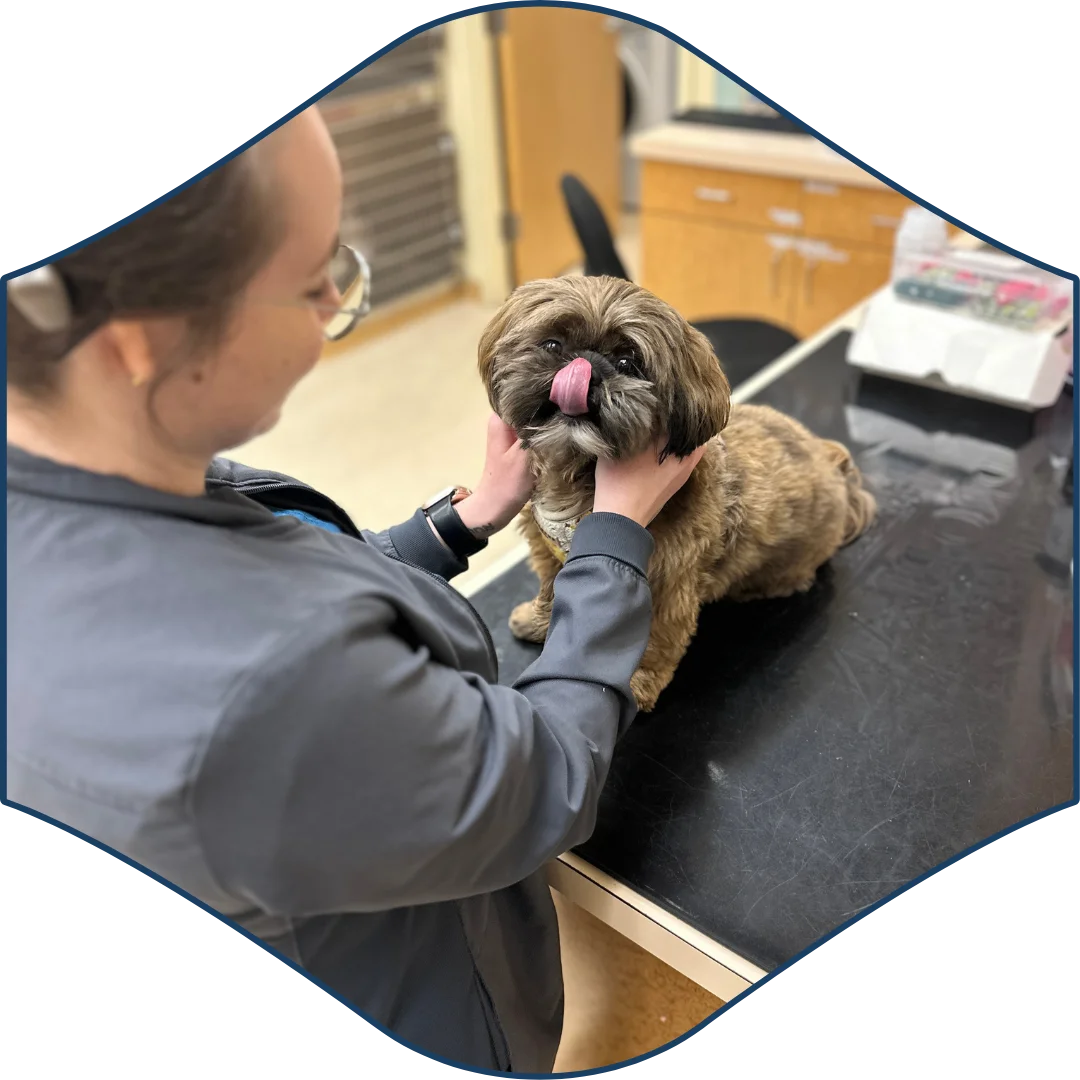 Veterinary technician holding a small brown dog on an exam table as the dog licks its nose.