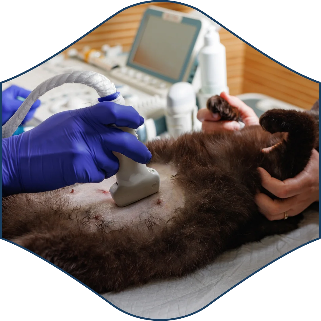 Gloved hands performing an ultrasound on a furry pet’s belly using a handheld device in a clinical setting.