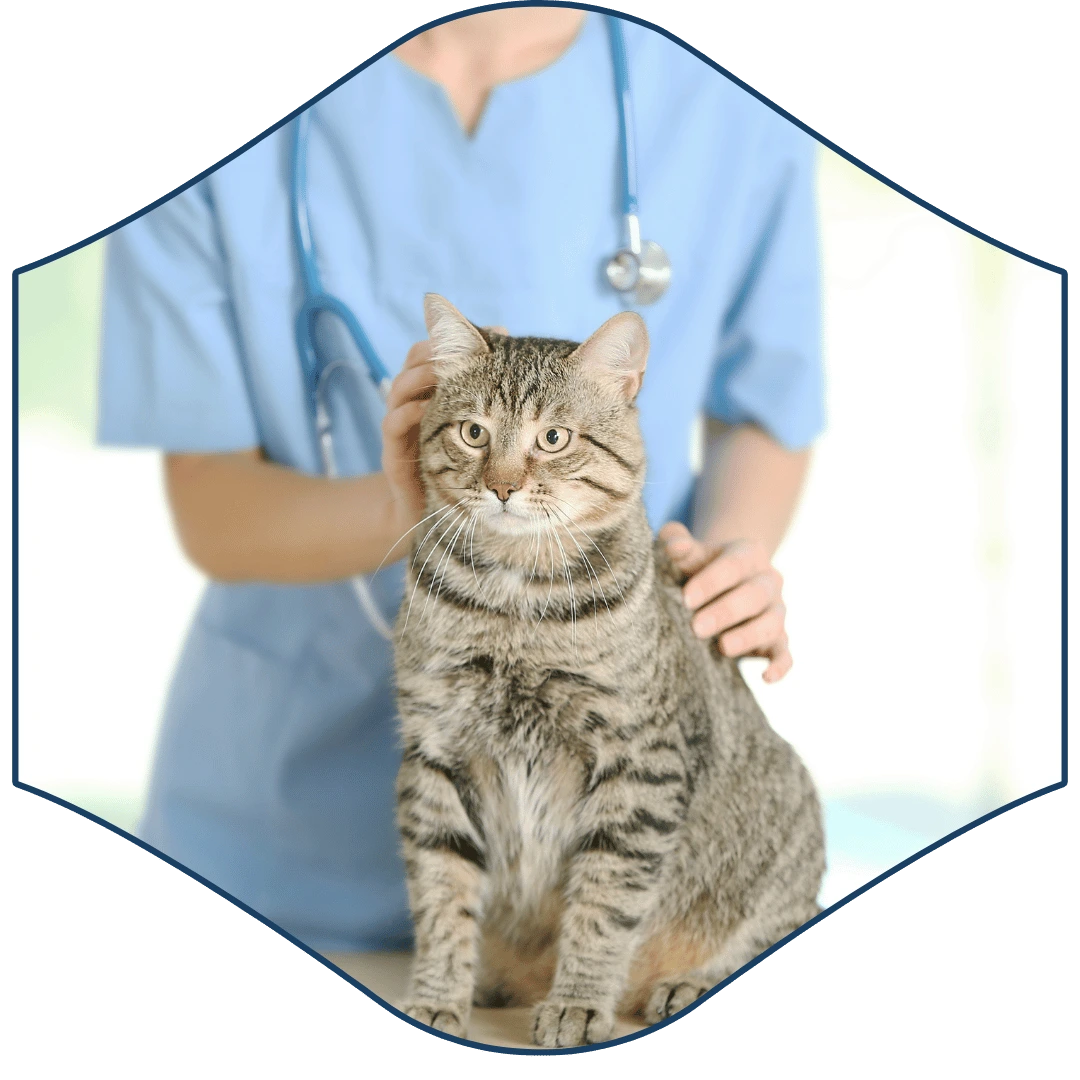 A person in blue scrubs is petting a cat