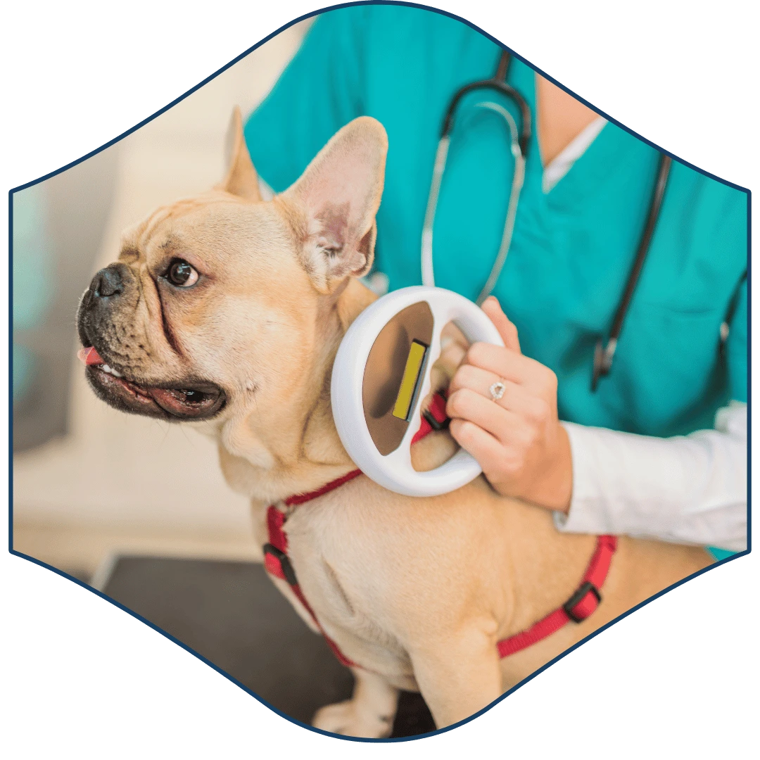 a dog is being examined by a vet