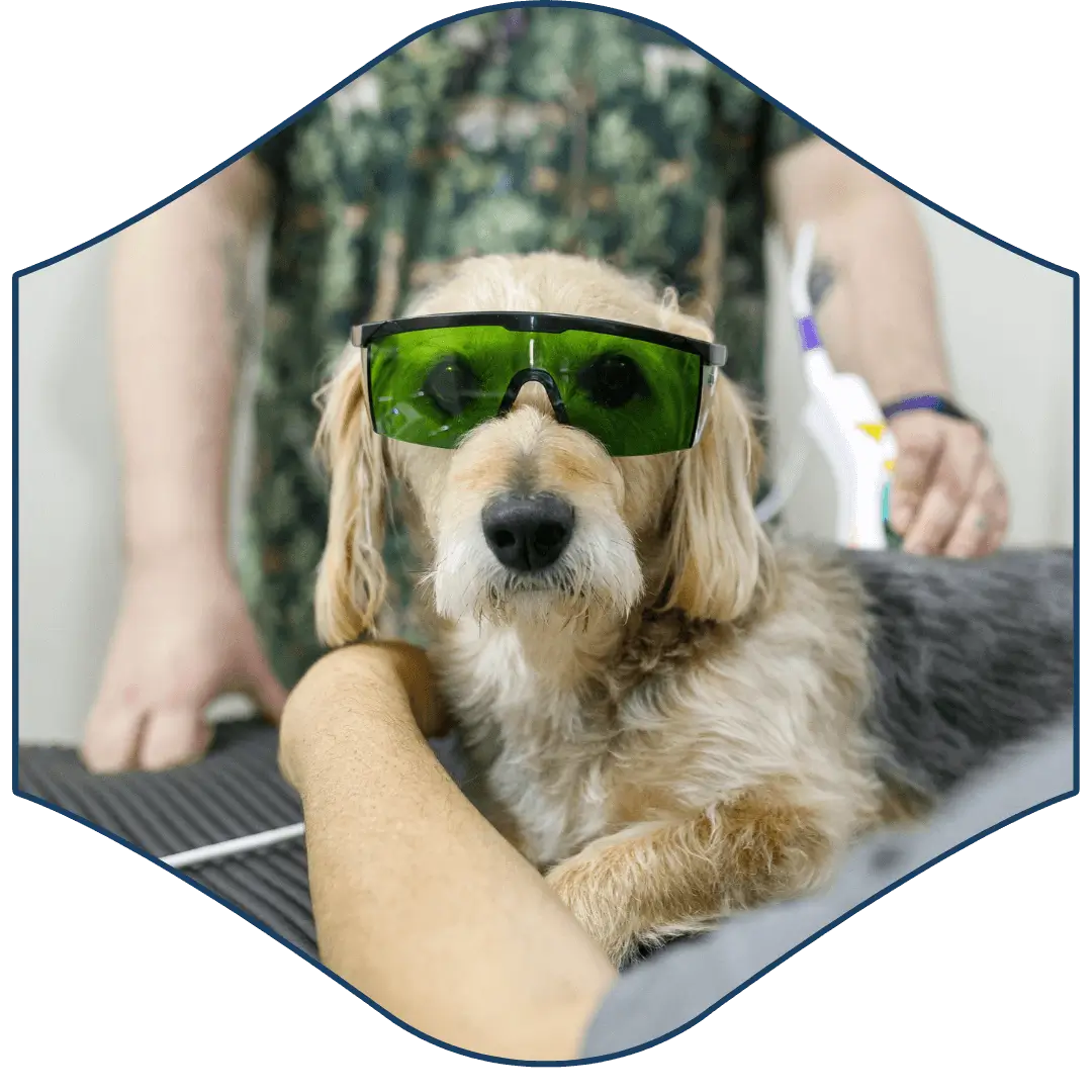 a dog with green glasses sitting on a table