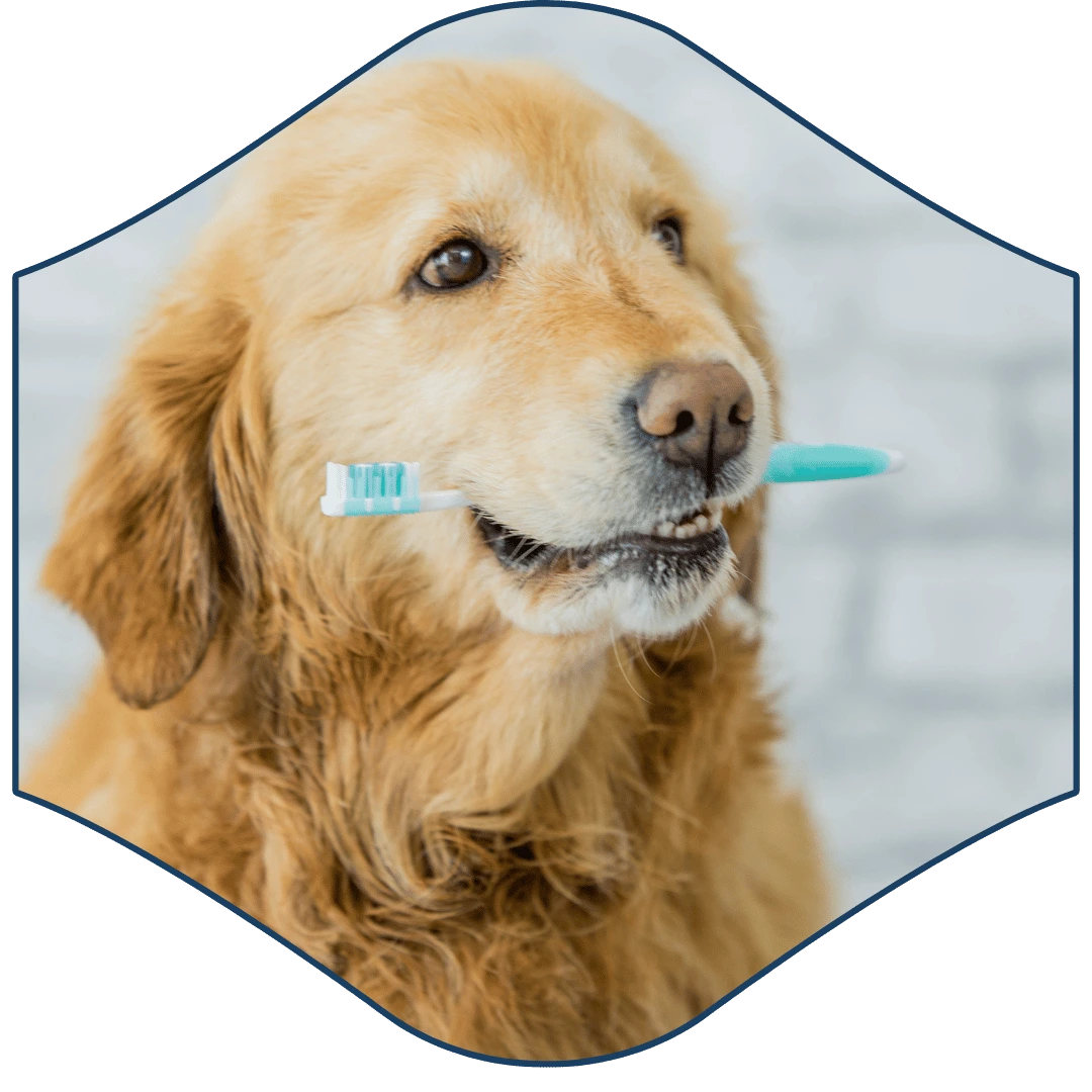 a golden retriever with a toothbrush in its mouth
