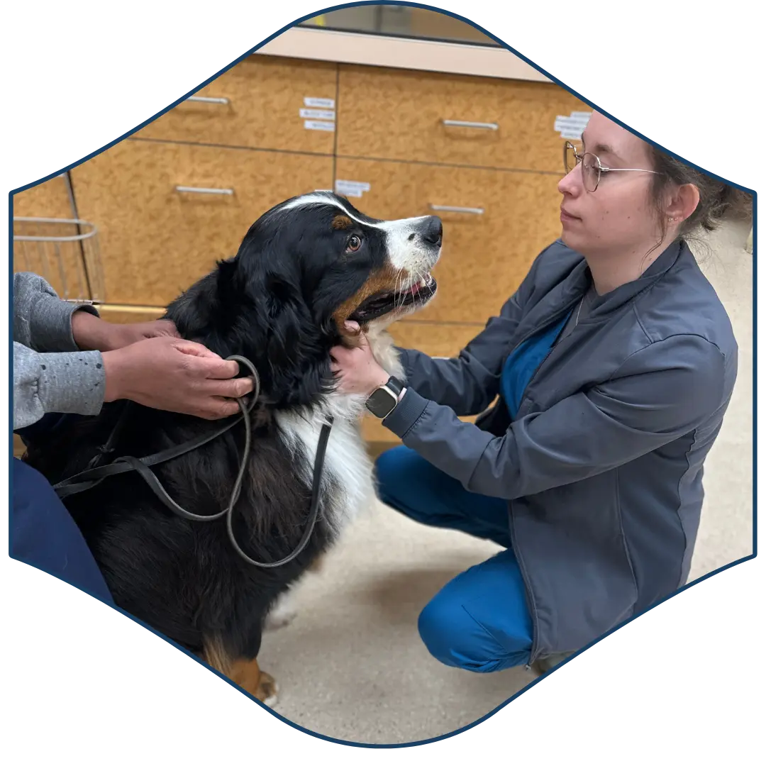 a person is petting a bernese mountain dog