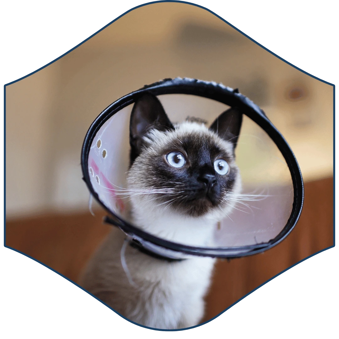 a siamese cat with a cone on its head a siamese cat with a cone on its head