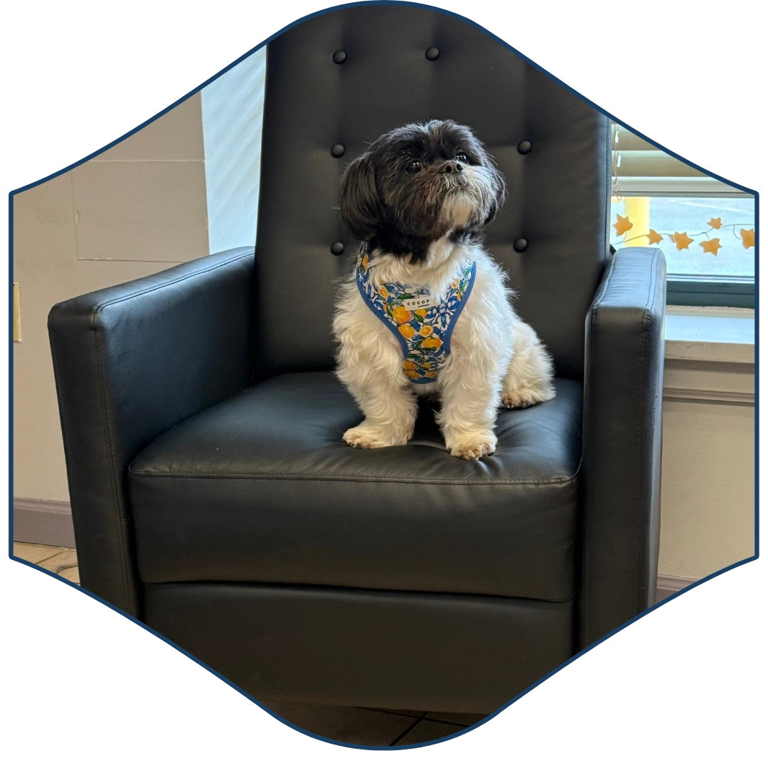 a small dog sitting on a black chair in front of a window