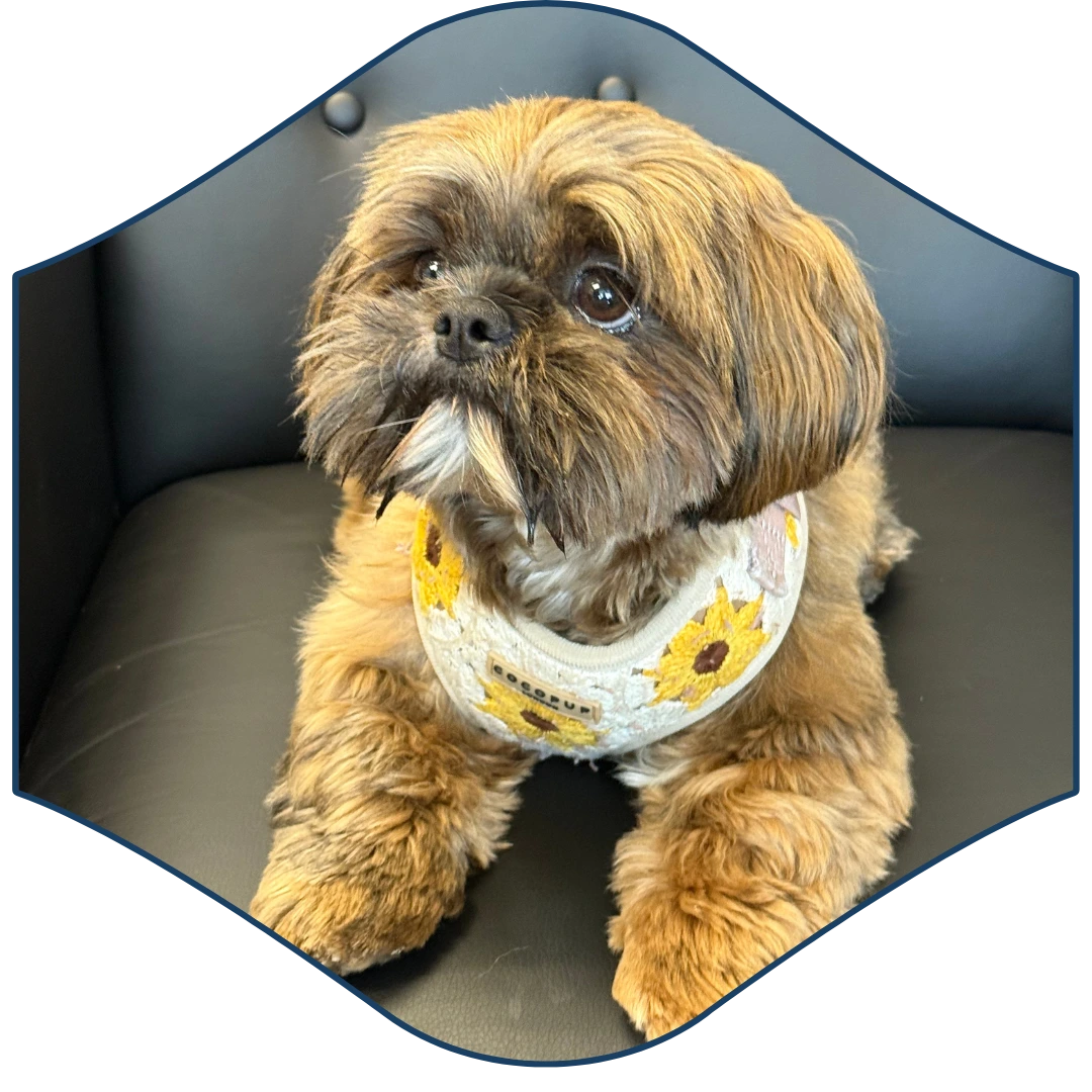 a small dog wearing a yellow and white bandana