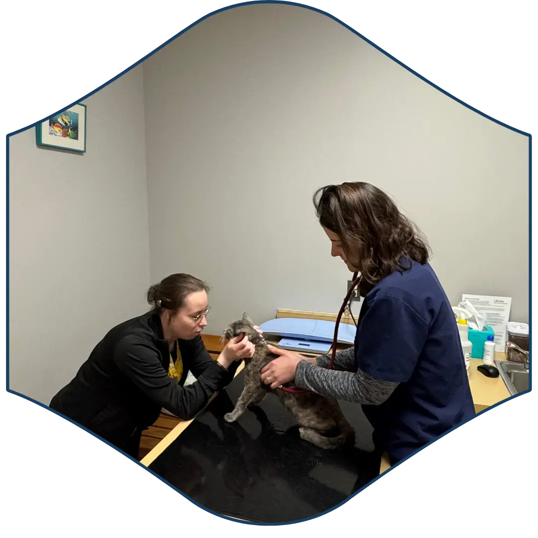 two people are examining a cat in an exam room