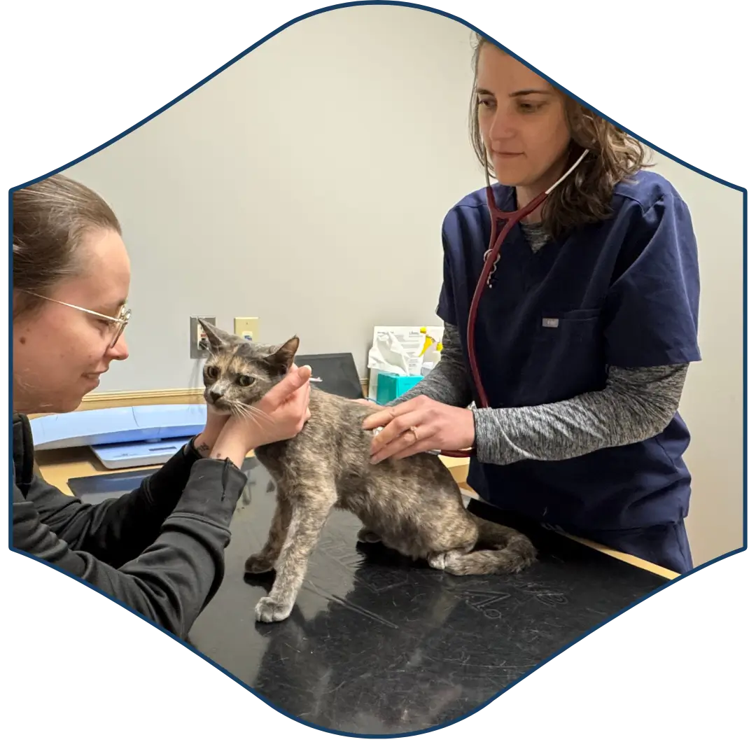 two people are examining a cat with a stethoscope