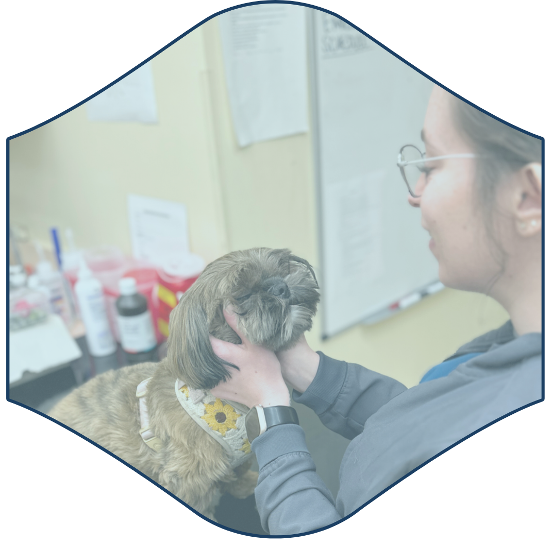 A person is petting a small dog in a vet office