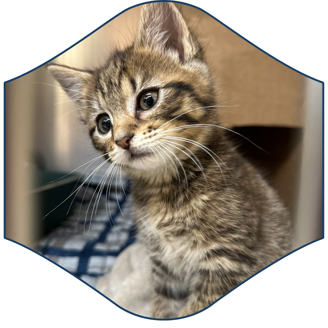 a kitten looking up at the camera while wearing a mask