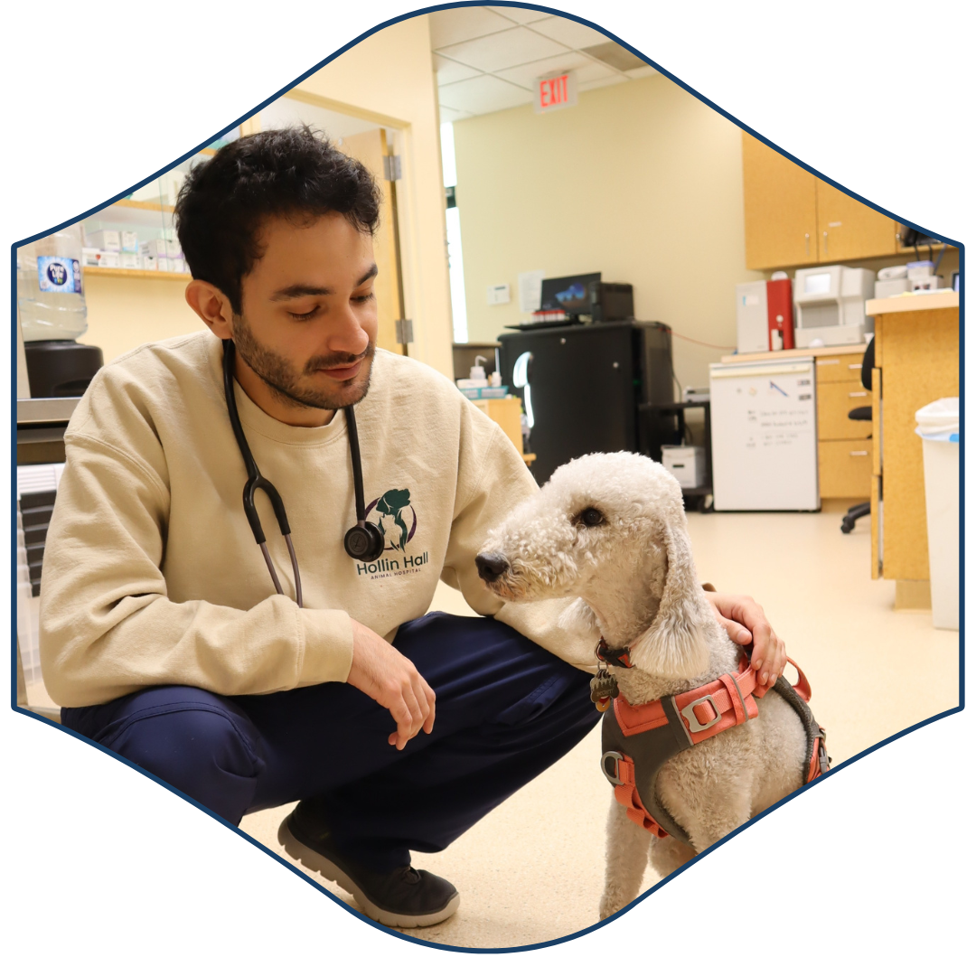 a person with a stethoscope kneeling down next to a white dog